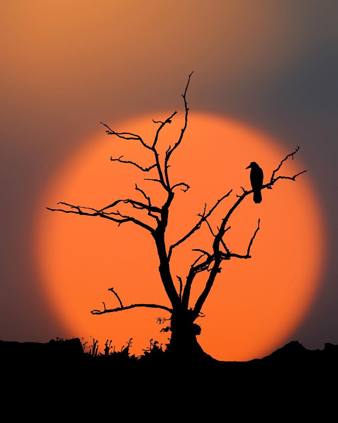落日下的树影与鸟来自摄影师utquee