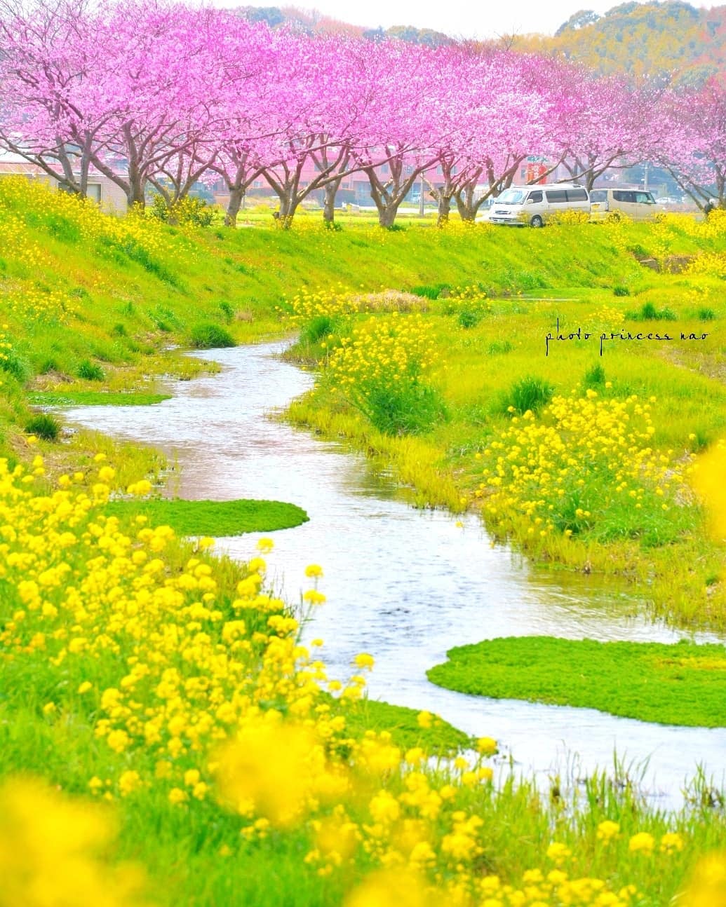 繁花盛开的春日来自摄影师princessnao