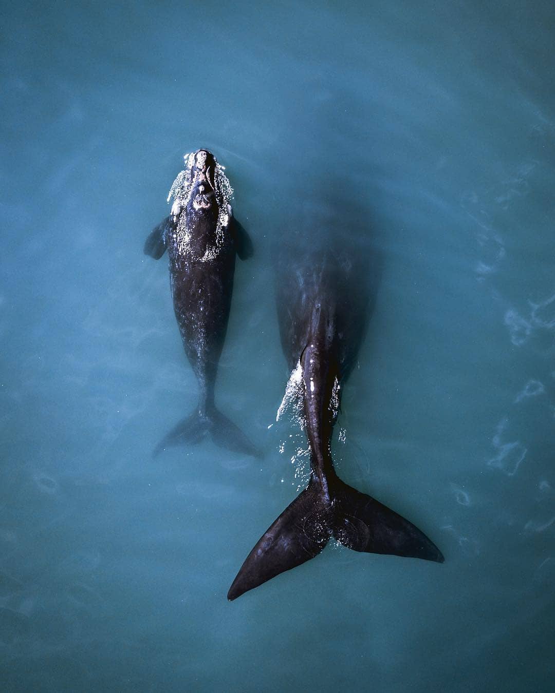 南露脊鲸来自摄影师janikalheit