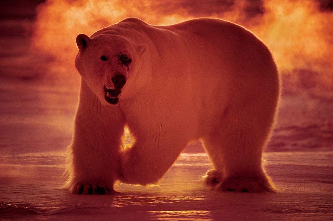  北极熊，来自摄影师Paul Nicklen。 