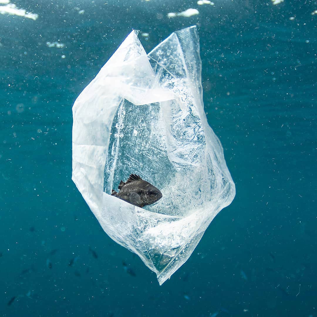 塑料袋中的鱼来自摄影师thimios