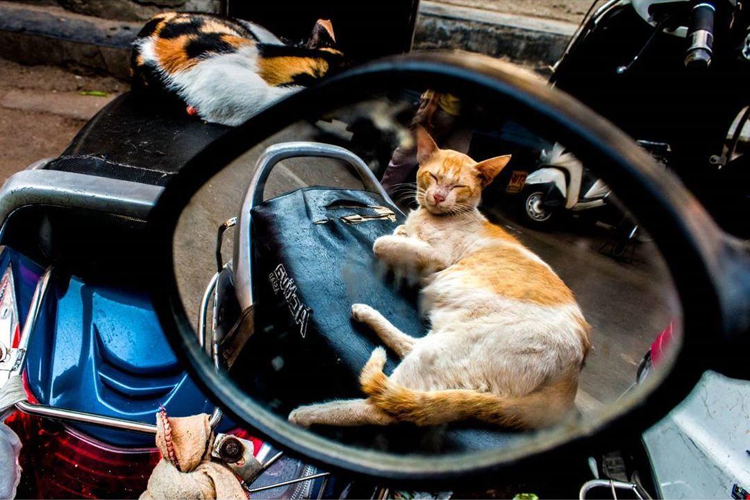  街头的猫，来自摄影师Sanket Joshi。 