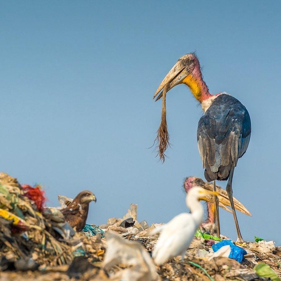  垃圾堆上的鸟与大秃鸛，Zhayynn James摄于印度古瓦哈提。 