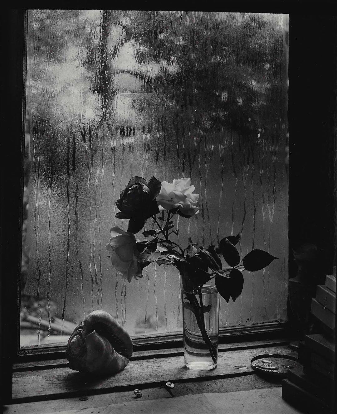  窗前的玫瑰，Josef Sudek摄于1956年。 
