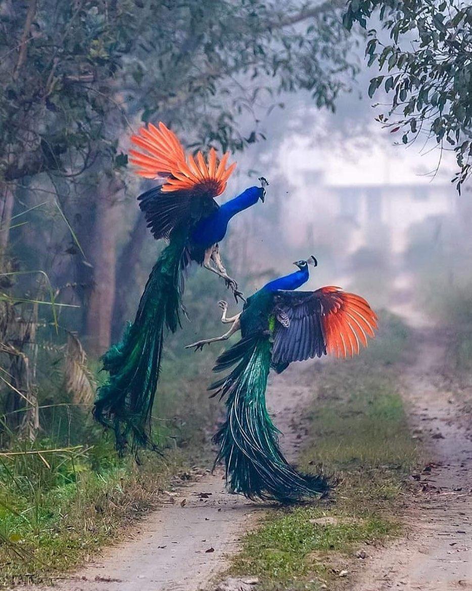  打闹的孔雀，来自摄影师Mujib Shaikh。 