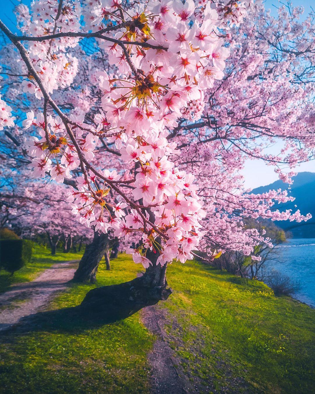  日本盛开的樱花，来自摄影师Cuma Cevik。 