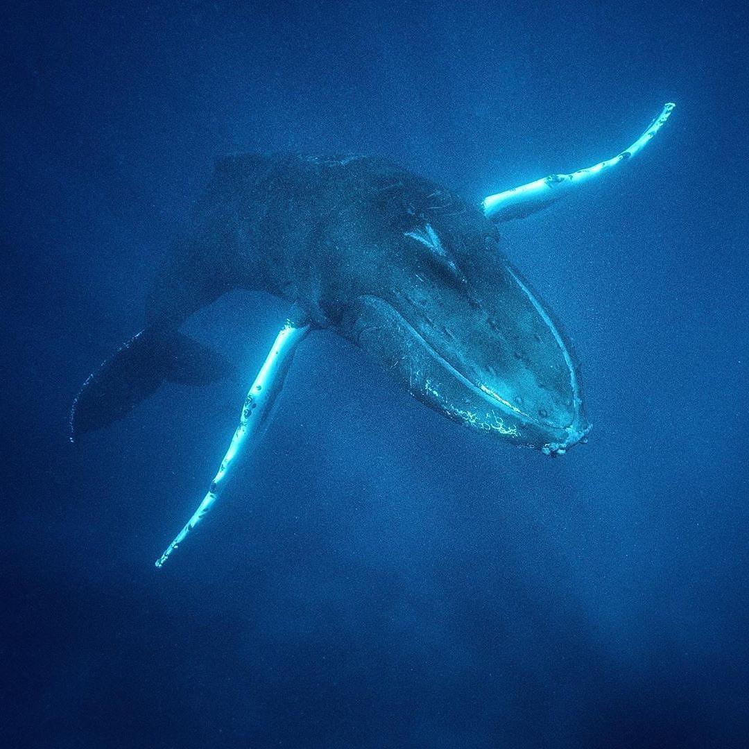  座头鲸，来自摄影师Cristina Mittermeier。 