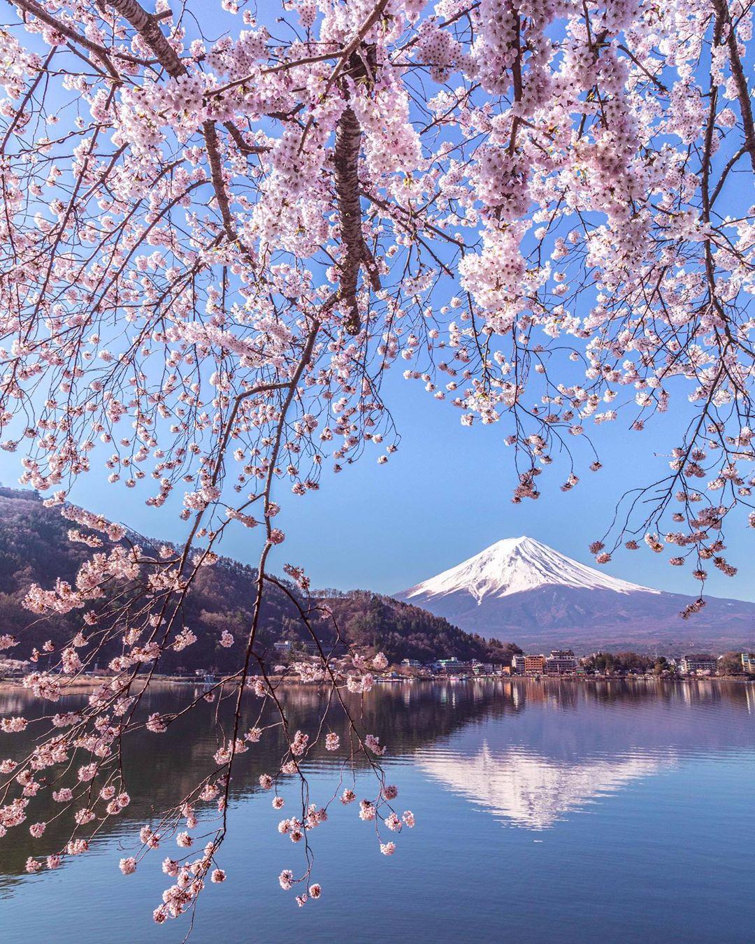  盛开的樱花与富士山，来自摄影师Archi Kobayashi。 