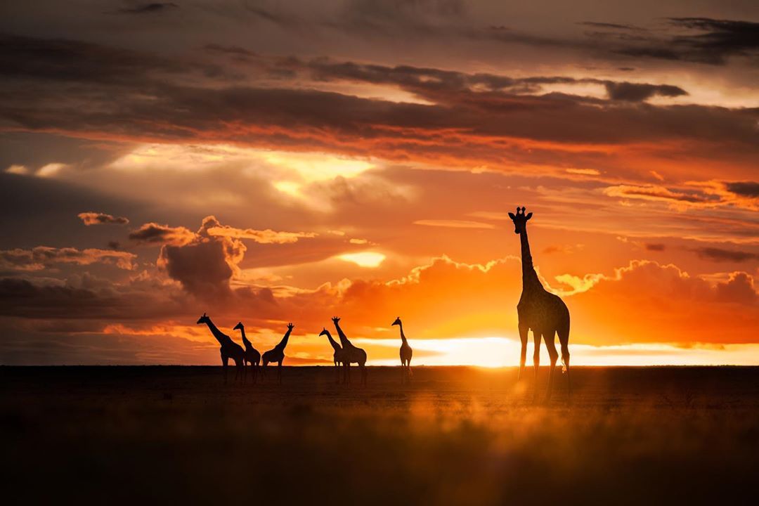 日落下的长颈鹿来自摄影师mohammadmirza