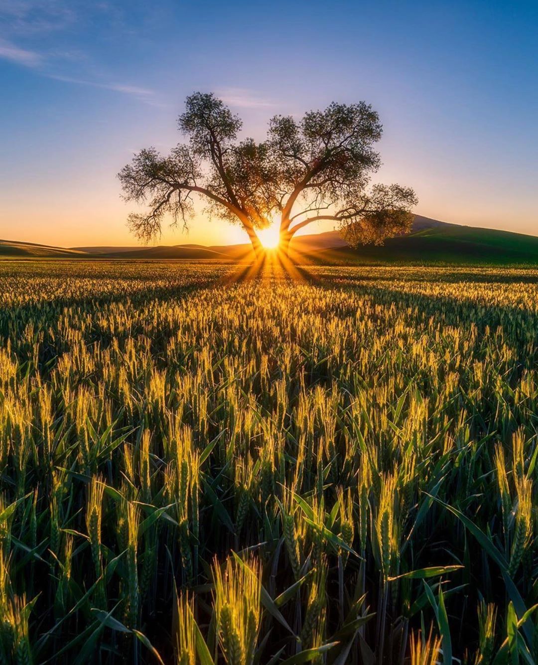  麦田上的夕阳，来自摄影师Bruce Getty。 