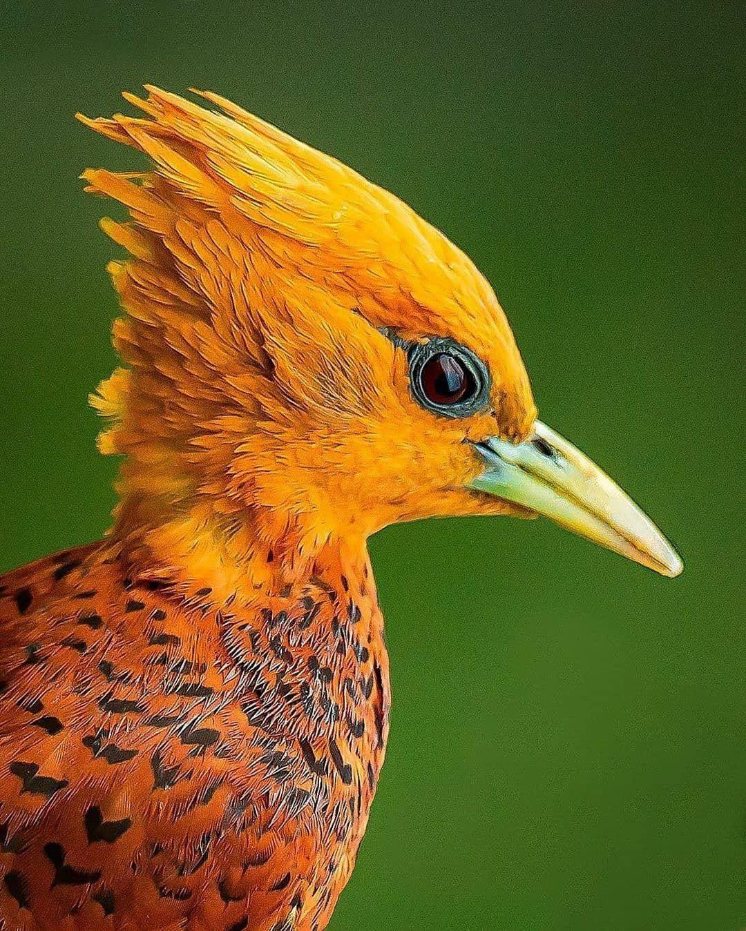  啄木鸟，来自摄影师Jeffrey Pkarnes。 