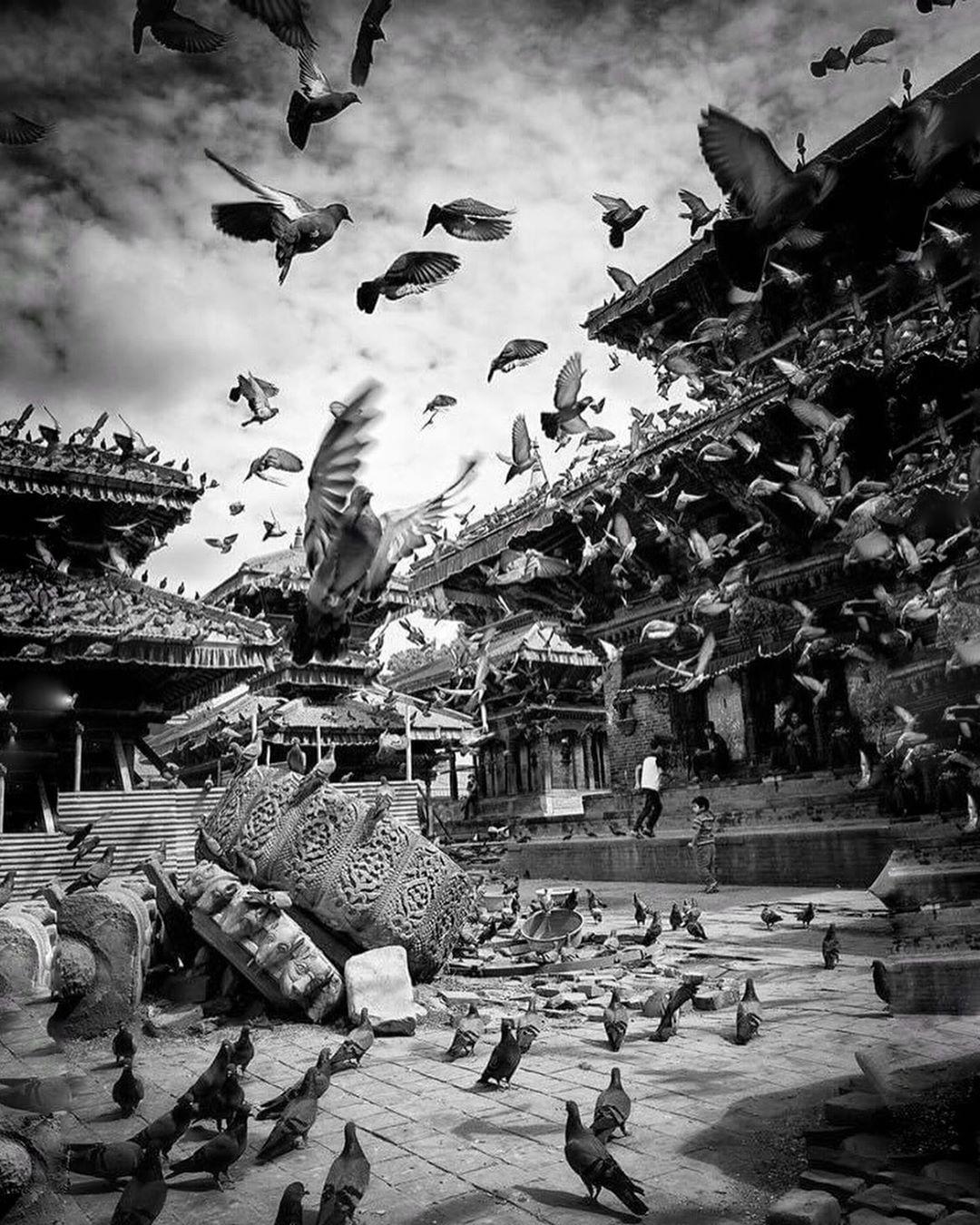  尼泊尔巴克塔普尔寺庙的鸽子，来自摄影师Joshua Alpha Buana。 