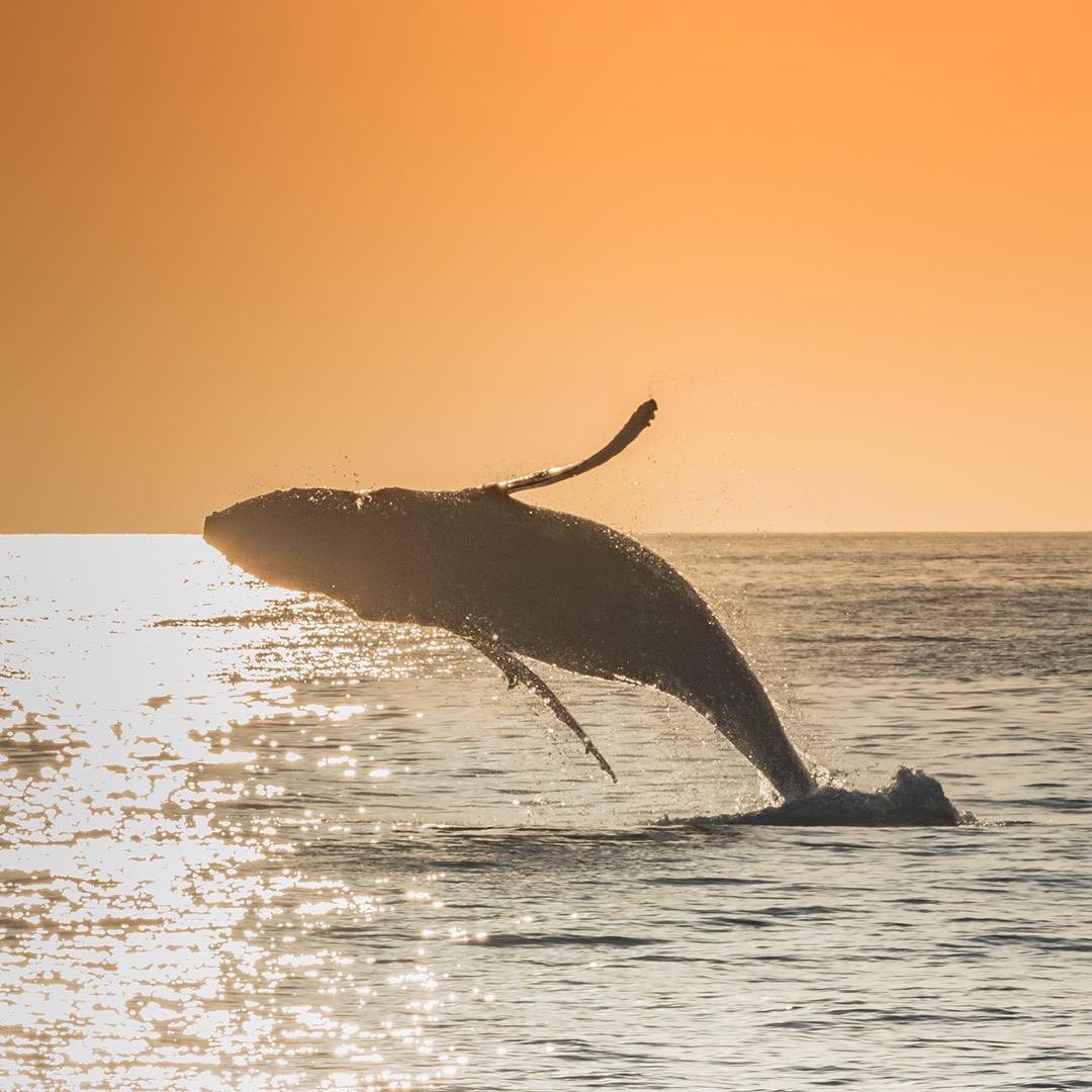 跃出水面的座头鲸来自摄影师chelseamayer