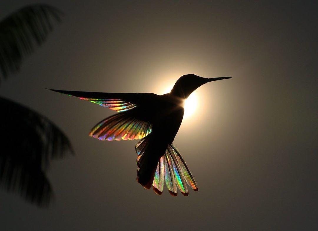  阳光下的蜂鸟，来自摄影师Christian Spencer。 
