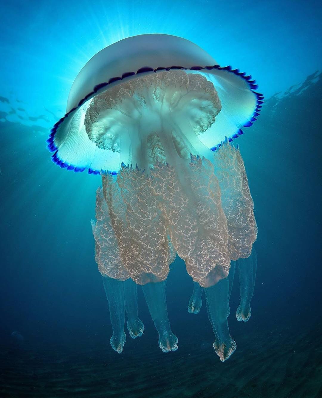 巨型桶水母来自摄影师davidantoja