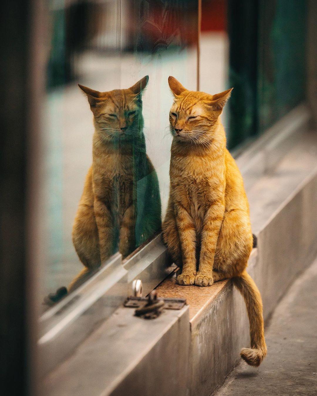  马尼拉街头的猫，来自摄影师Jilson Tiu。 