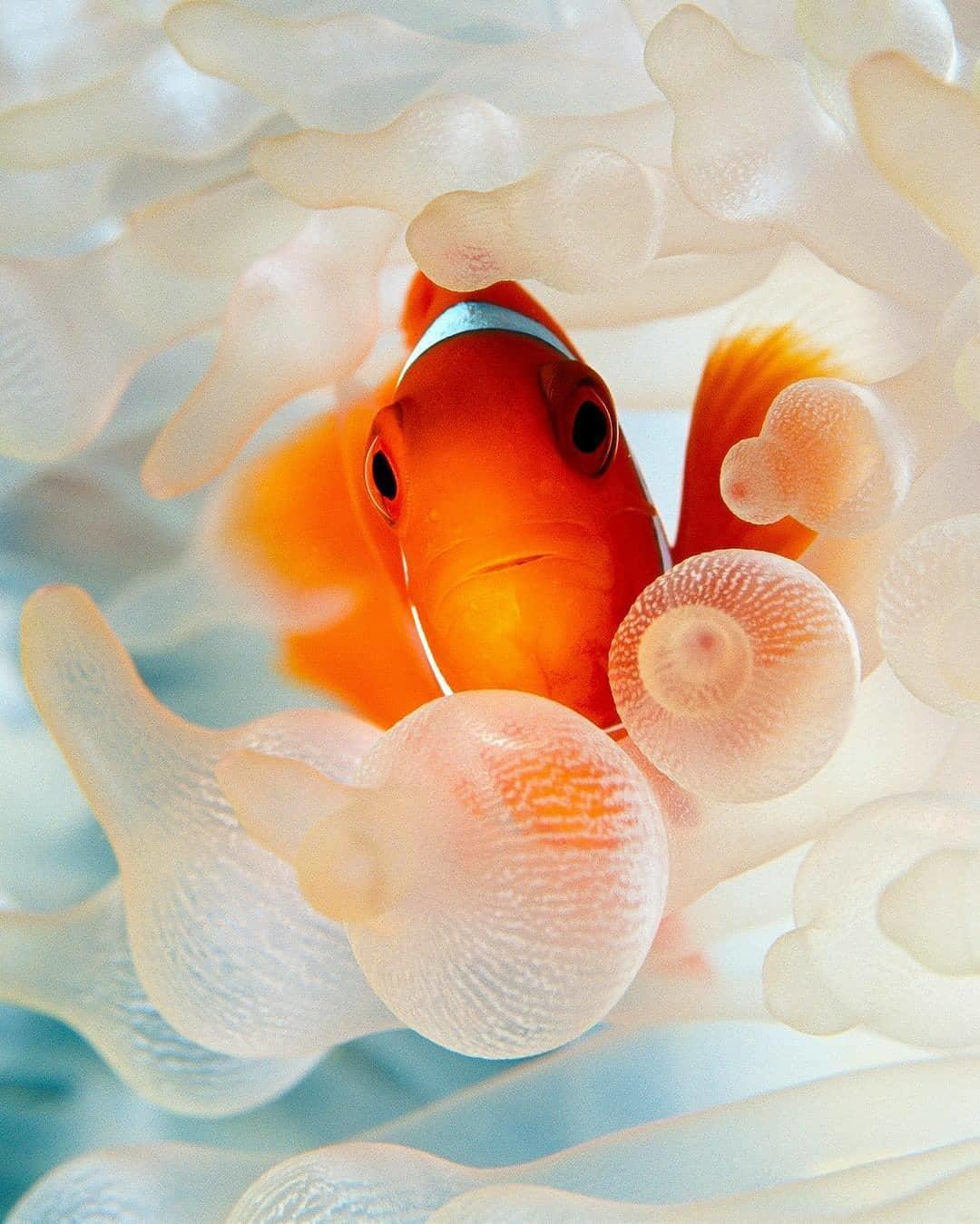  小丑鱼，来自摄影师David Doubilet。 
