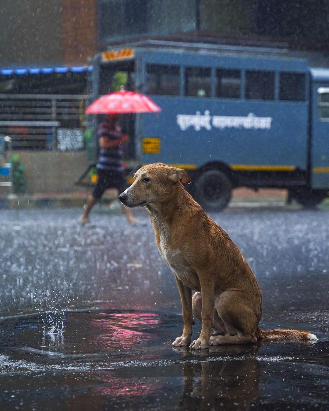  孟买雨天街头的狗，来自摄影师Roshani Shah。 