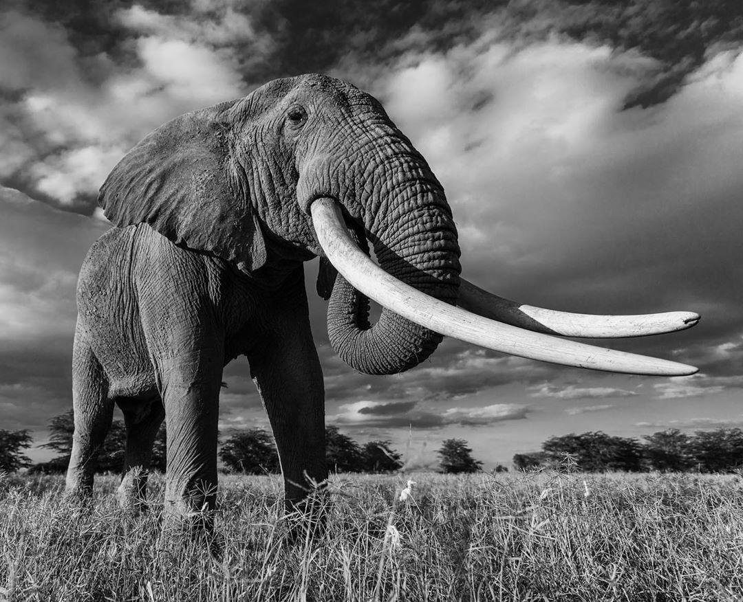  大象，Mark Drury摄于肯尼亚。 