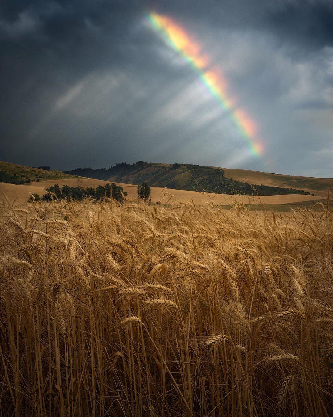  麦田上空的彩虹，来自摄影师Nick Page。 