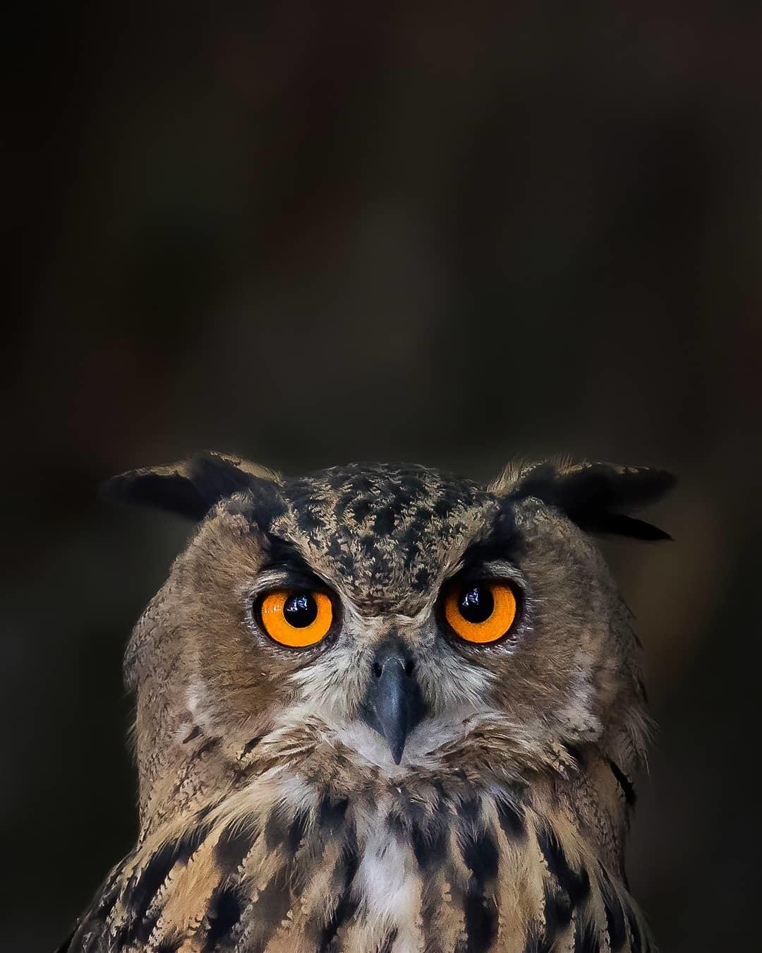 猫头鹰的目光，来自摄影师Ossi Saarinen。 