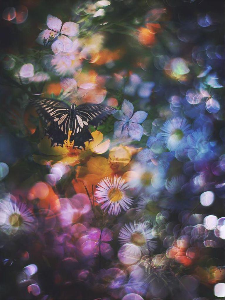  蝴蝶与繁花，来自摄影师Tayutau。 