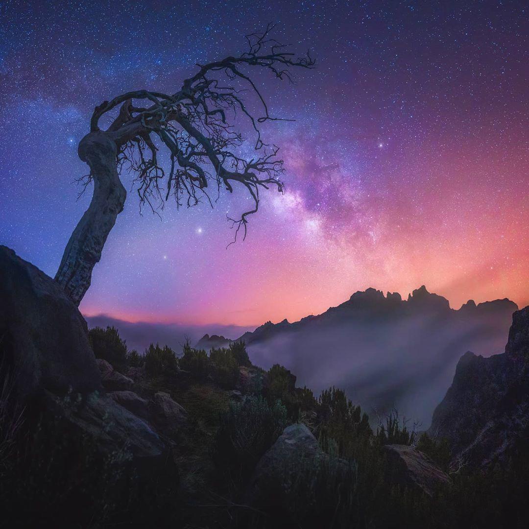  树与星空，来自摄影师Albert Dros。 