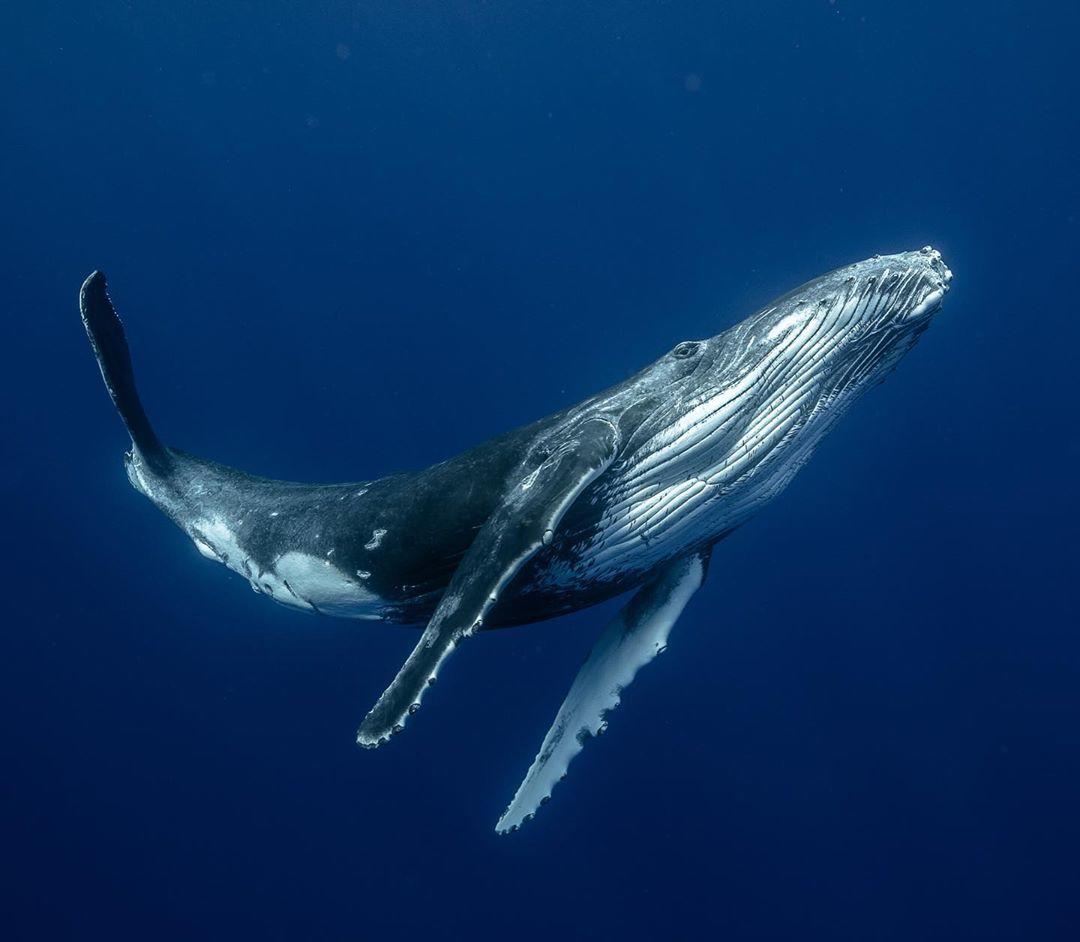  座头鲸，来自摄影师Karim Iliya。 