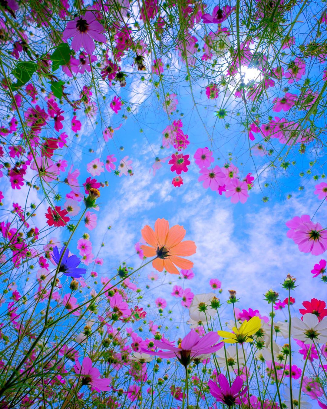 繁花的世界来自摄影师astrailorjp