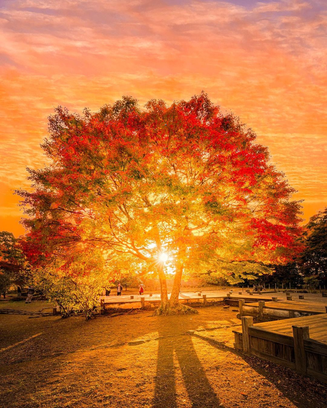 秋日的树,来自摄影师astrailorjp.