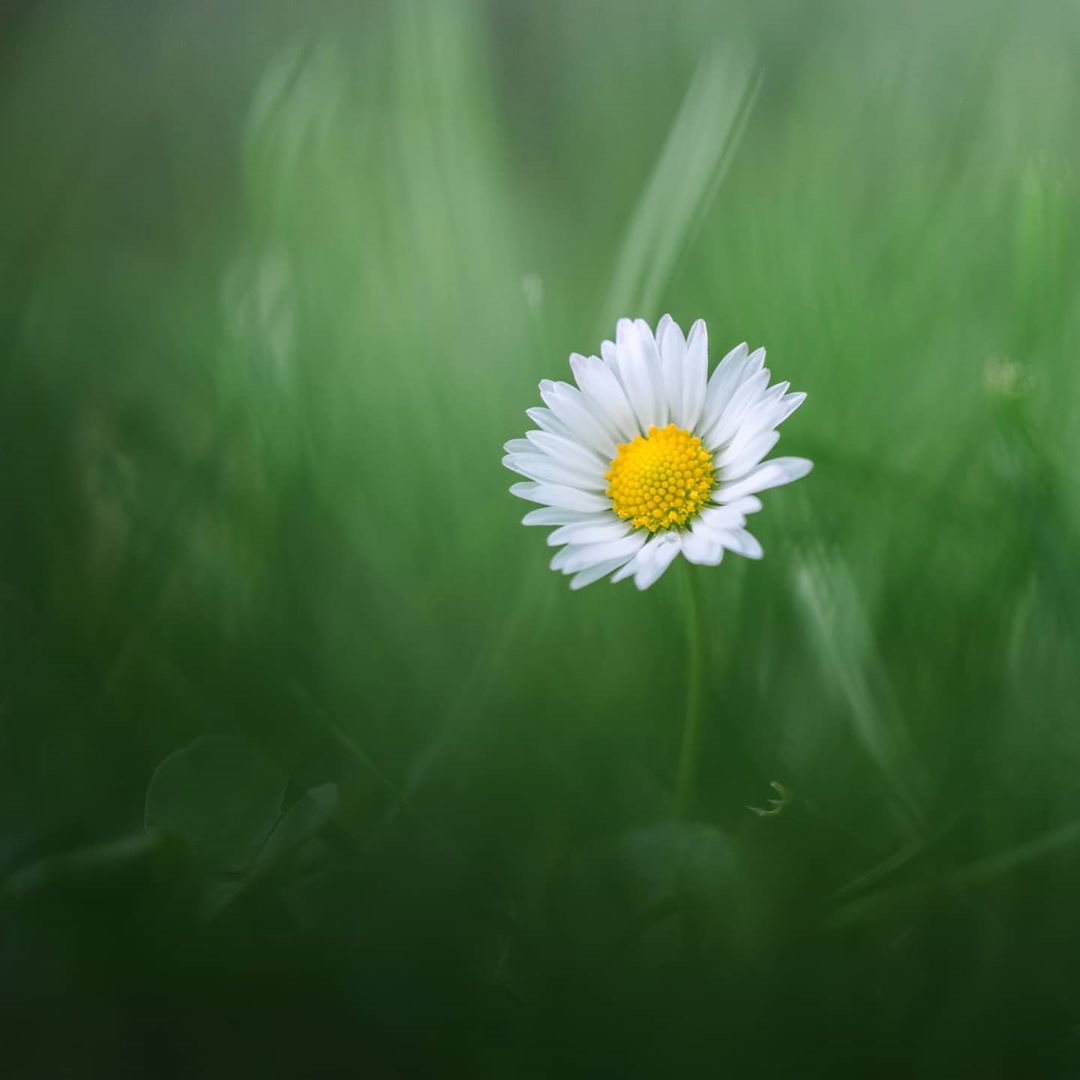 一朵小花来自摄影师albertdros