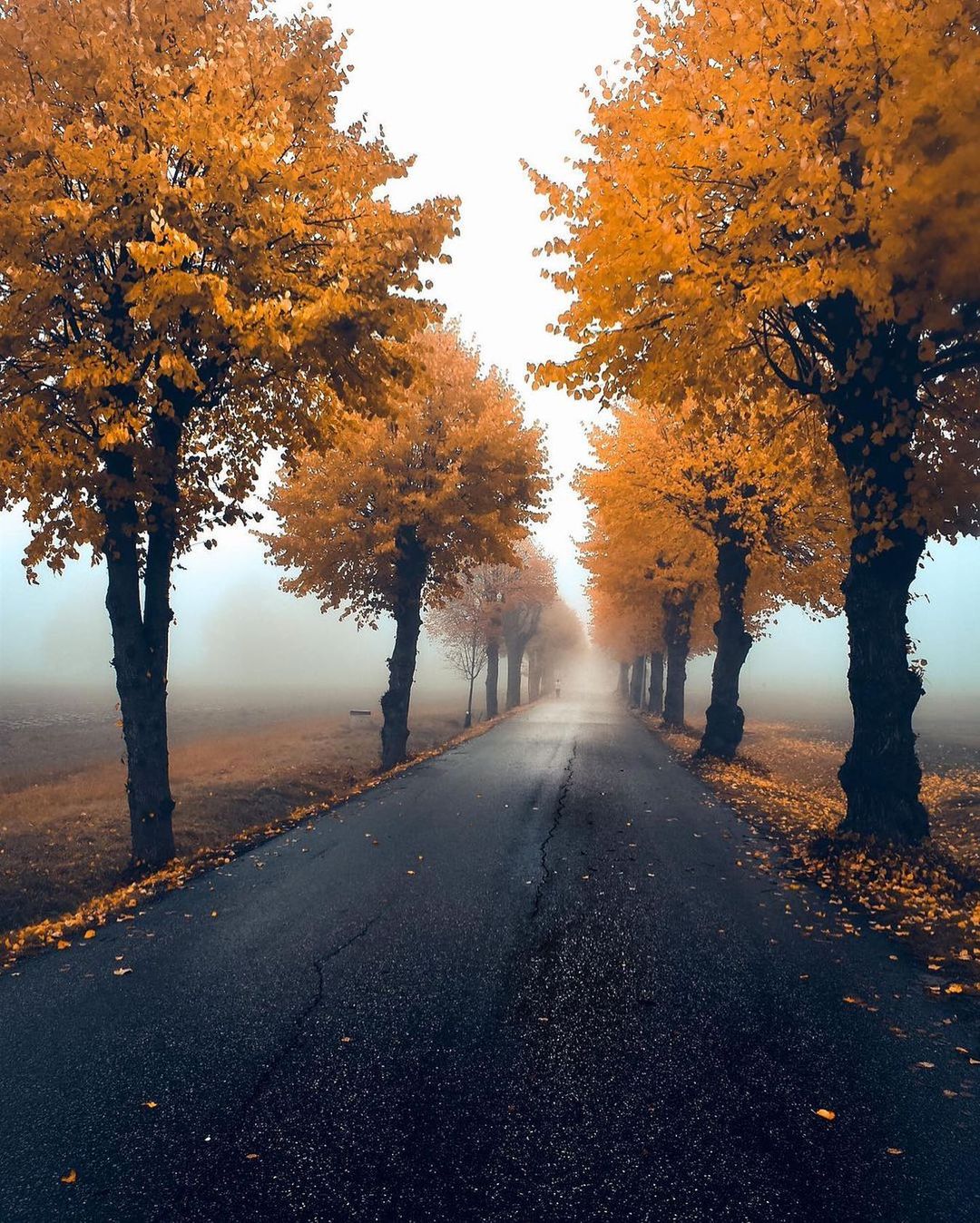 秋天的道路来自摄影师starrush