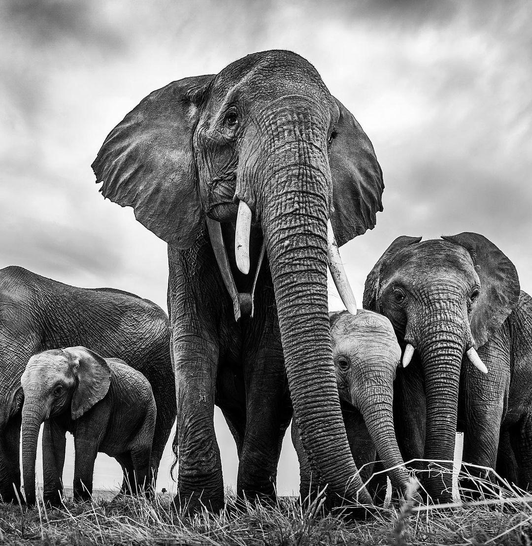  大象，Harman Singh Heer摄于肯尼亚。 