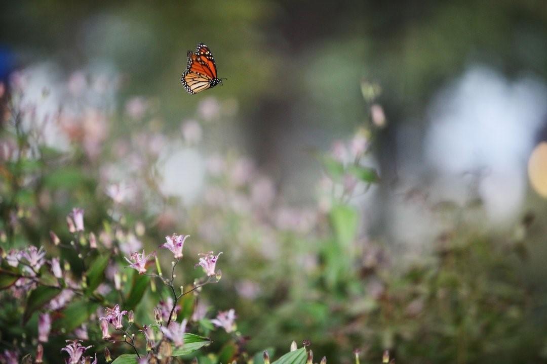  飞翔中的蝴蝶，来自摄影师Daniella Zalcman。 