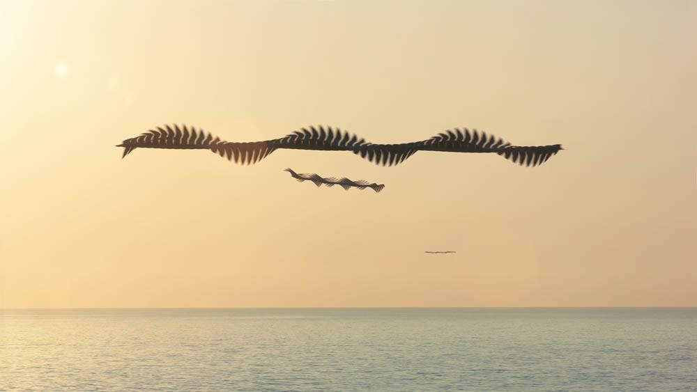  鸟的飞行轨迹，来自摄影师Zavi Bou。 