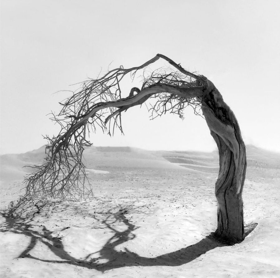 沙漠中的枯树来自摄影师kweunoy