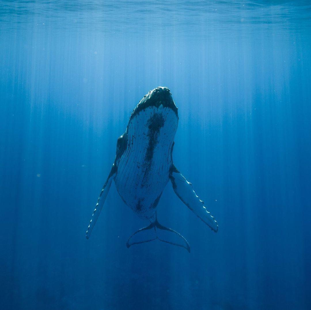  悬浮水中的座头鲸，来自摄影师Karim Iliya。 