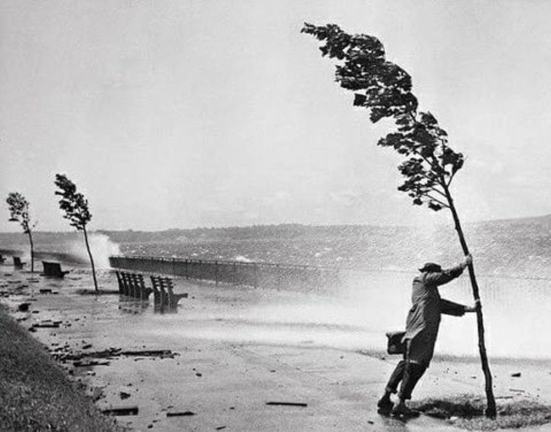  在飓风中扶着树的人，Stanley Hall摄于1945年纽约。 