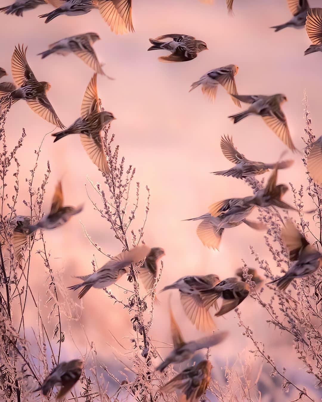  晨光中纷飞的金翅鸟，来自摄影师Jukka Risikko。 