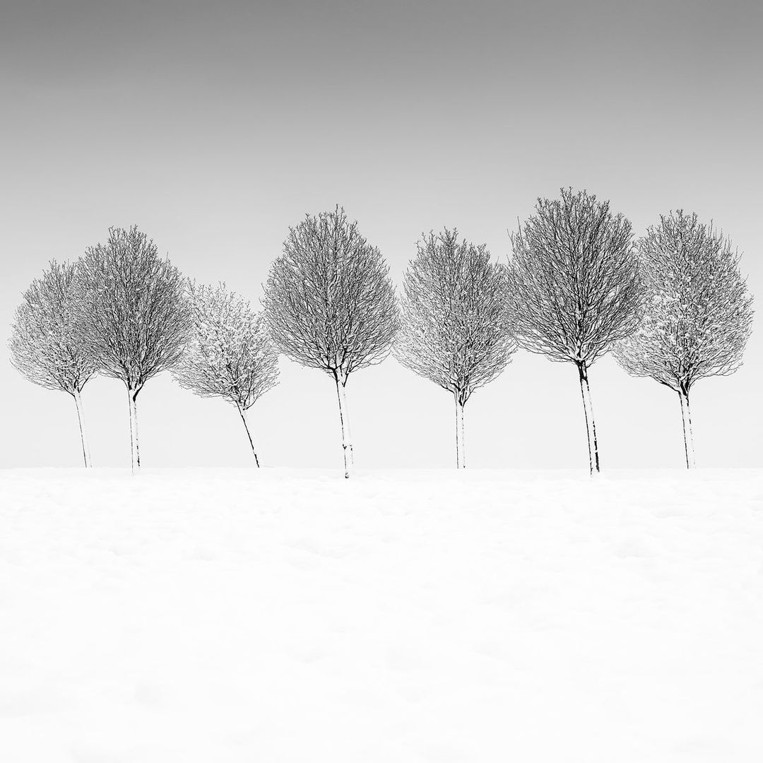  雪中的七棵树，来自摄影师Martin Rak。 