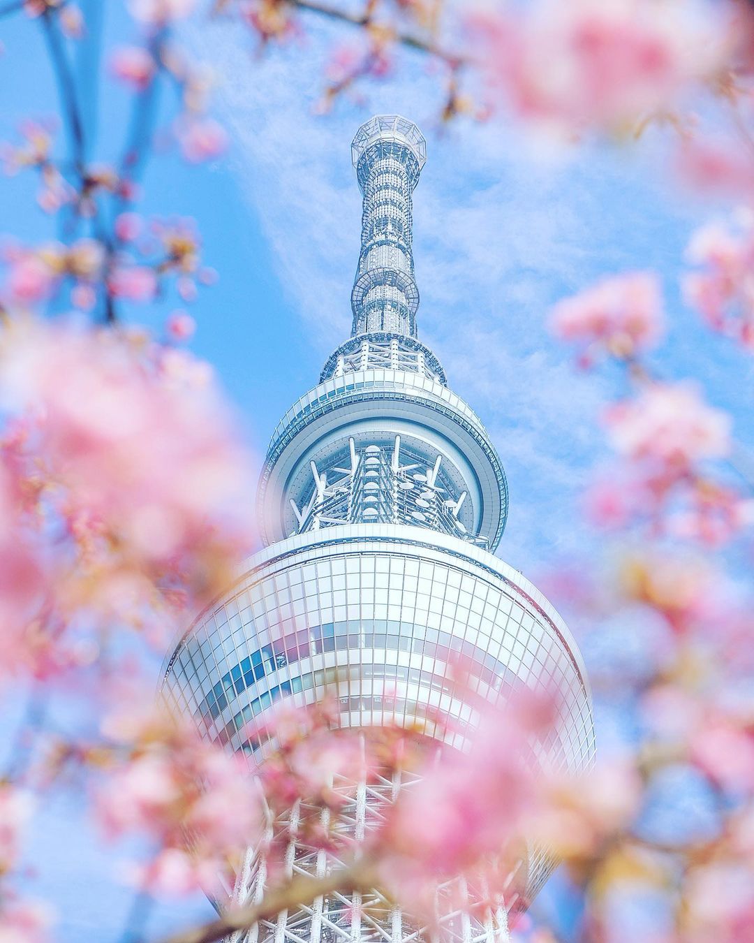  樱花与东京塔，来自摄影师Kotan。 