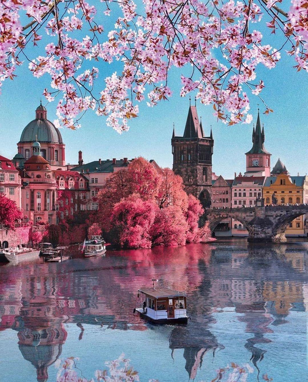  布拉格查理大桥盛开的樱花，来自摄影师Florian Olbrechts。 