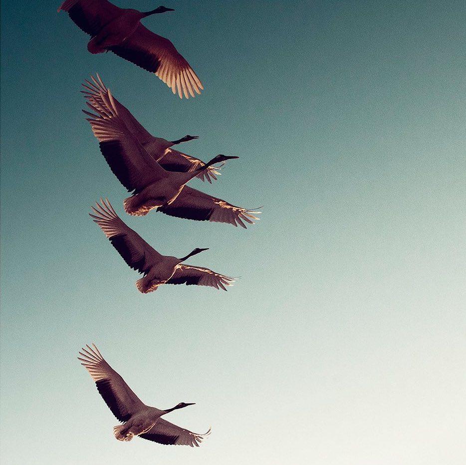  飞翔的丹顶鹤，来自摄影师Yap Kh。 