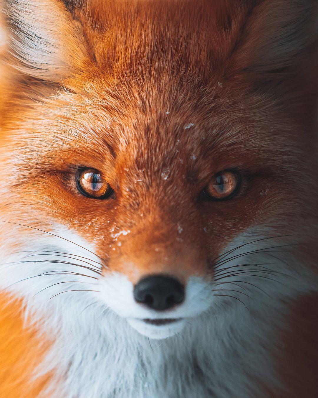  狐狸，来自摄影师Charly。 