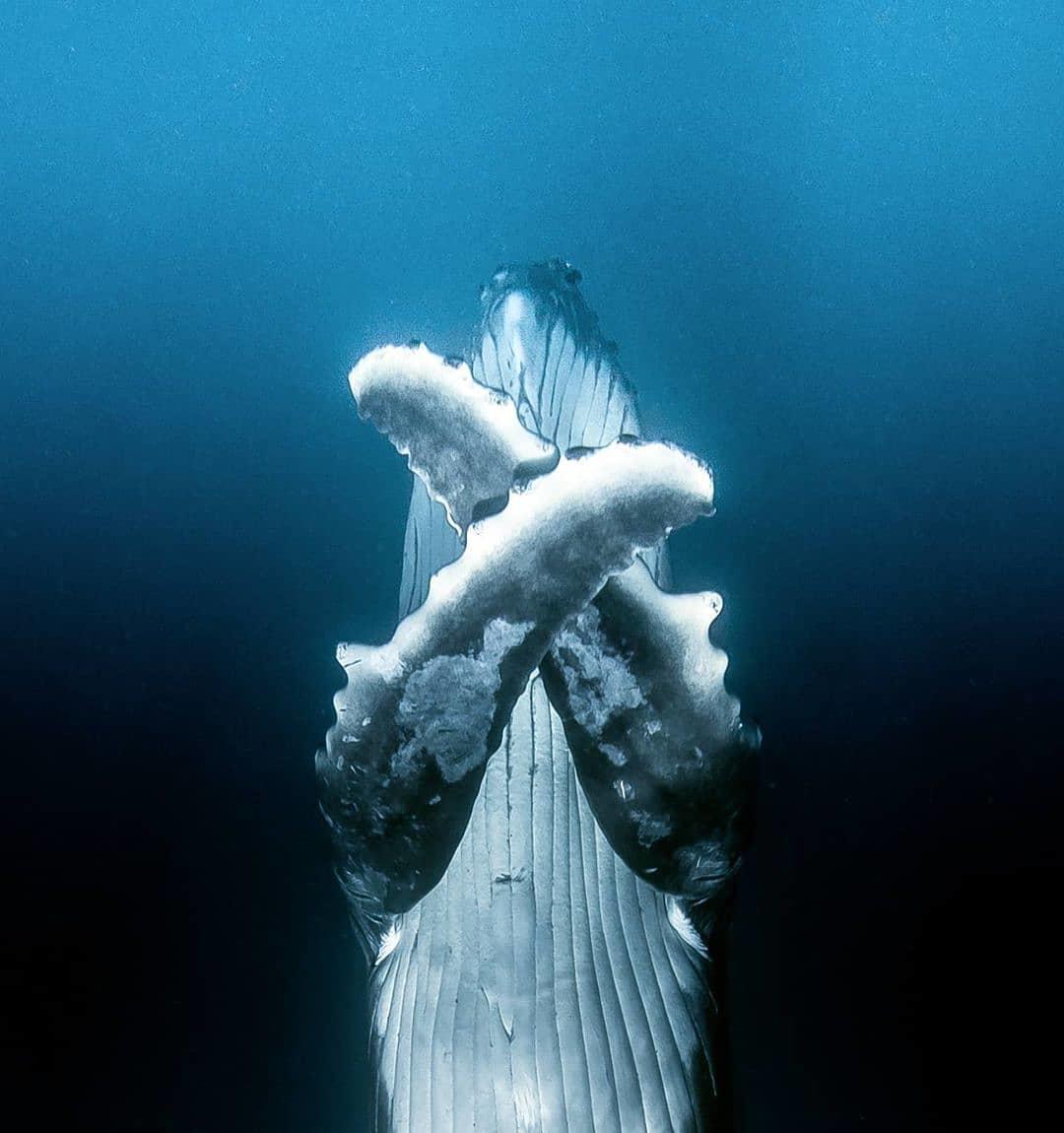  交叉双臂的座头鲸，来自摄影师David Edgar。 