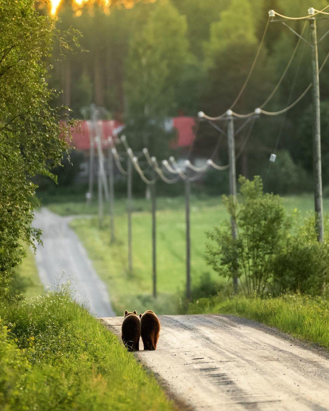  两只小熊，来自摄影师Ossi Saarinen。 