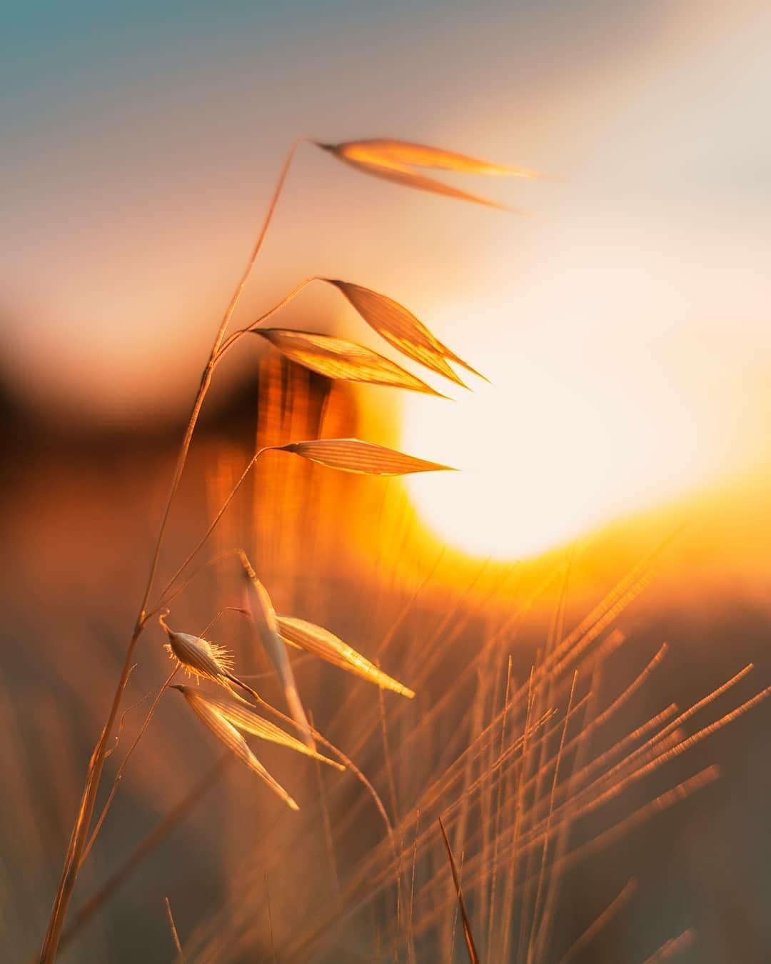  阳光下的燕麦，来自摄影师Pinar。 