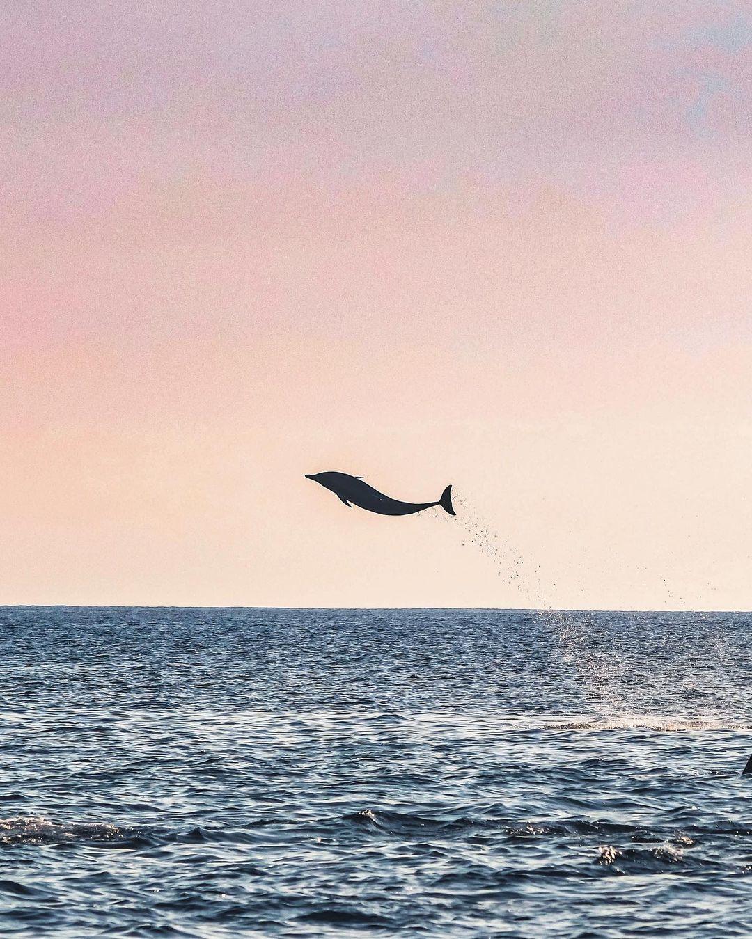  跃出水面的海豚，来自摄影师Jennifer。 