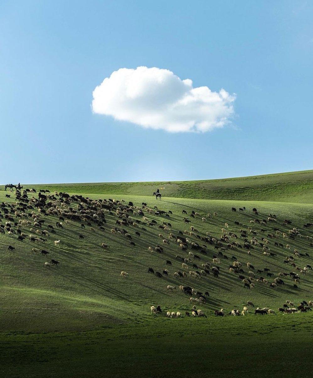  山坡羊群，来自摄影师Noemi Liebi。 