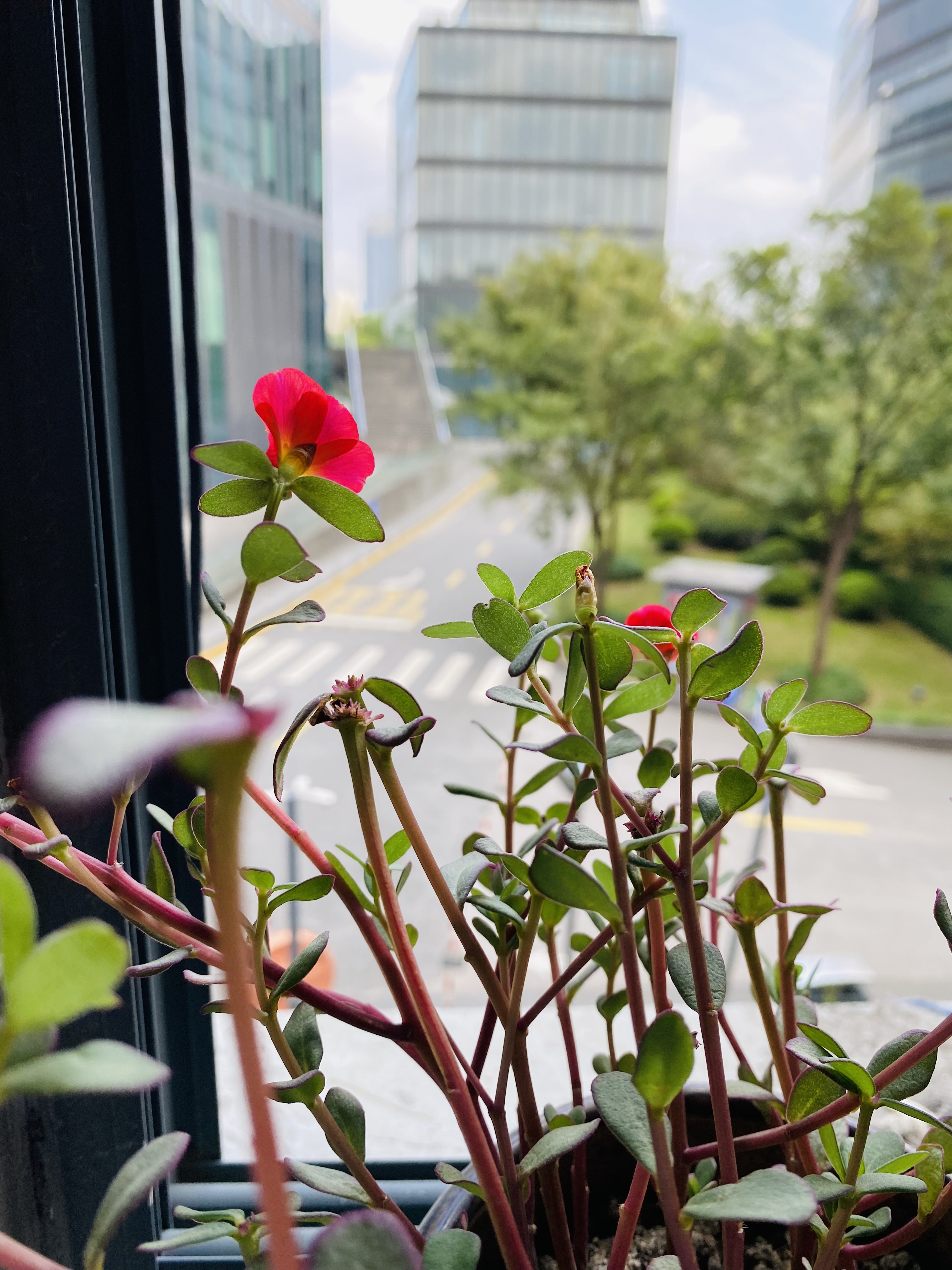 一朵小红花。